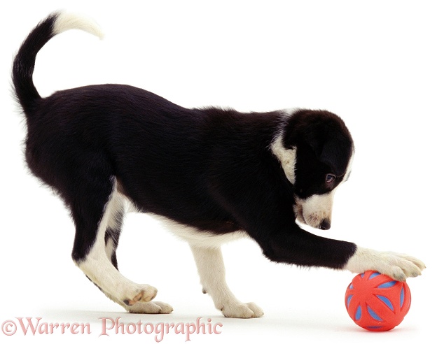 Black-and-white Border Collie pup with a ball, white background