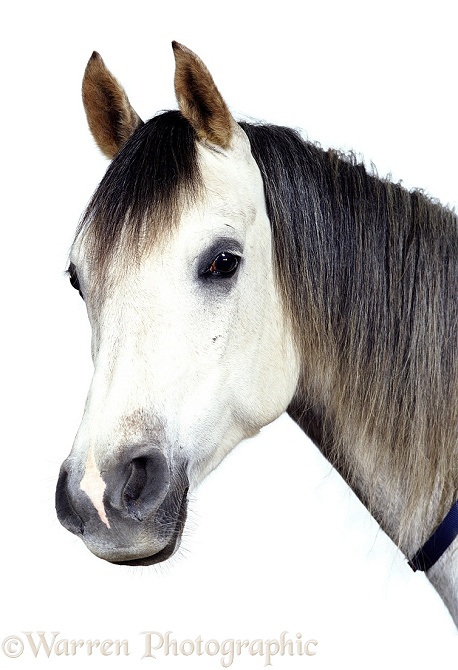 Grey Arab stallion, Walter, white background