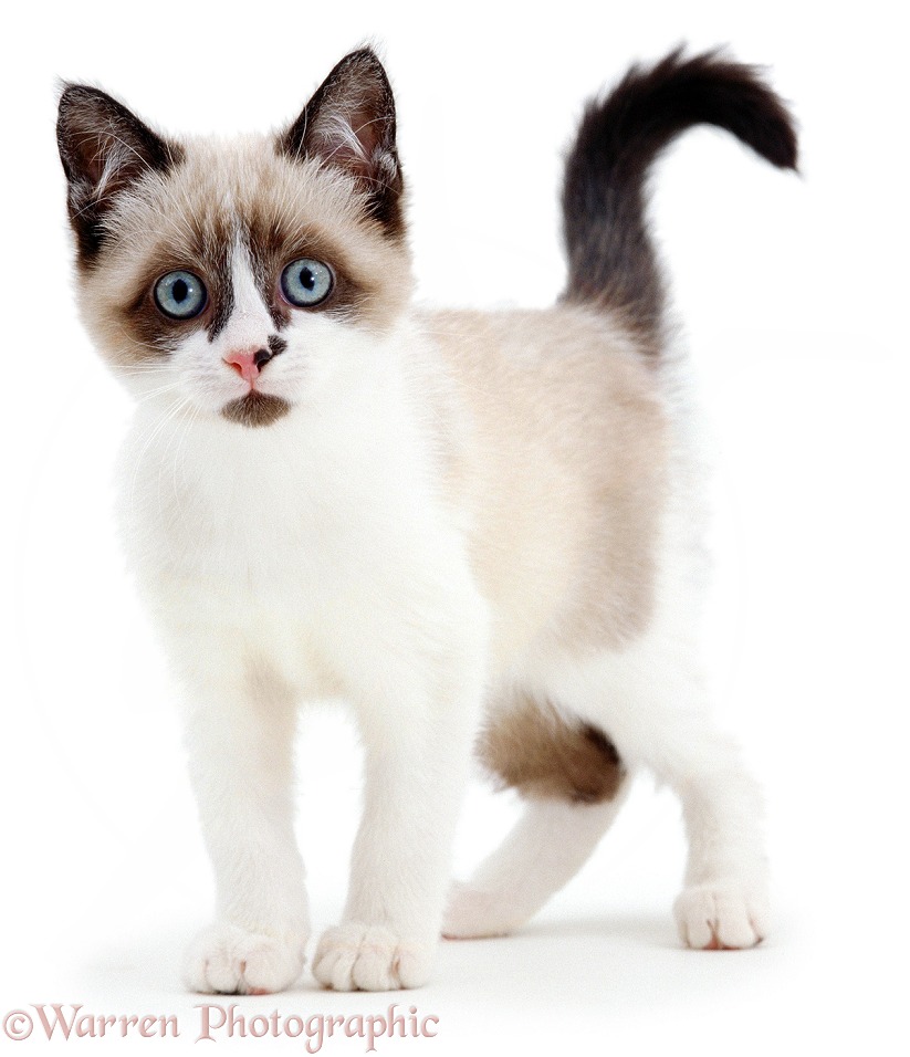 Snowshoe kitten, Eyebright, white background