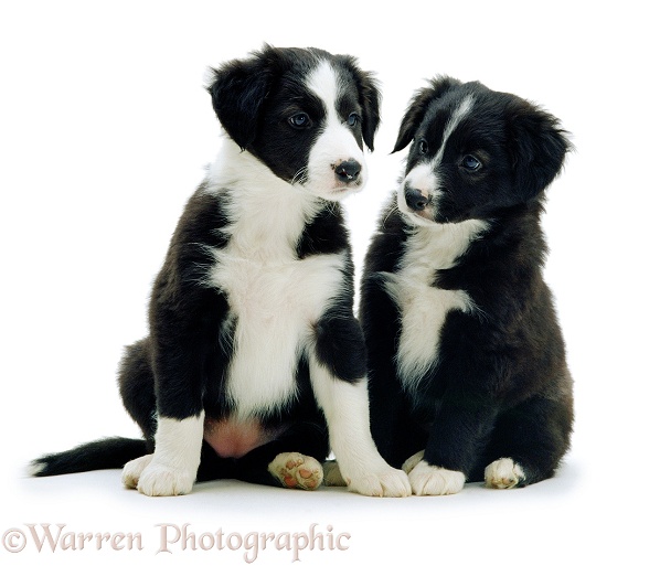 Puppy pair, white background