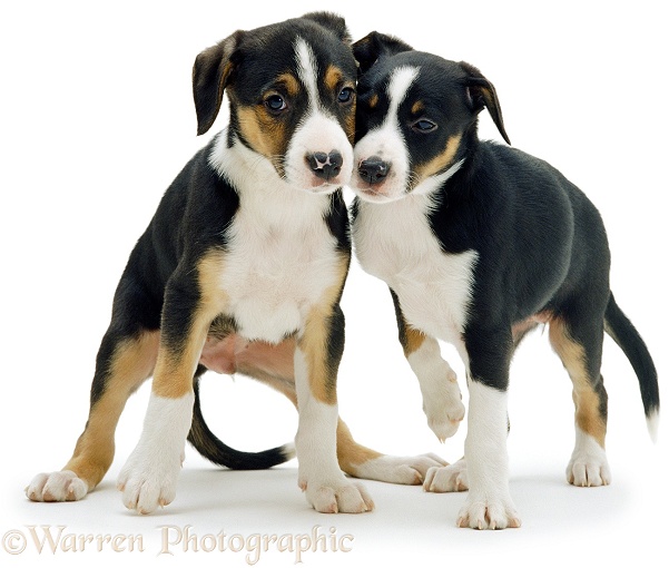 Two tricolour Border Collie pups, white background