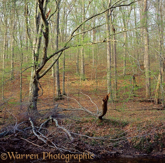 Woodland of American Beech (Fagus grandifolia).  Virginia, USA