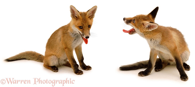 Fox (Vulpes vulpes) cubs, white background