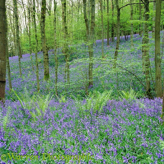 Woodland with Bluebells (Hyacinthoides non-scripta) and ferns.  Surrey, England