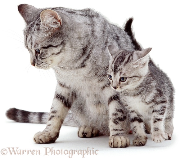 Silver mother cat with kitten, white background