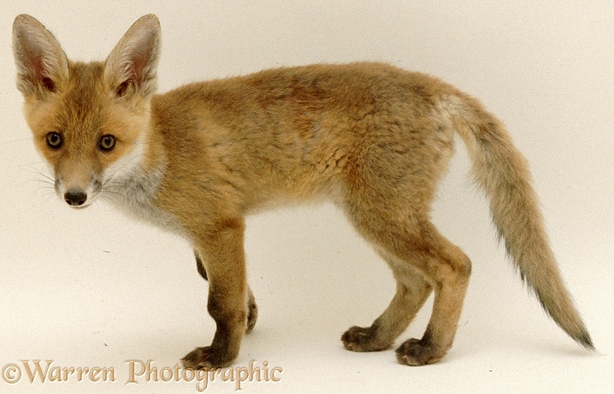 Red Fox (Vulpes vulpes) cub, white background