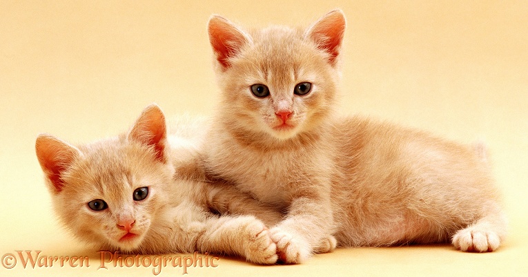 Cream kittens on cream background