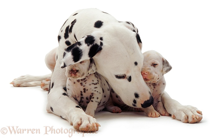 Dalmatian and pups, white background