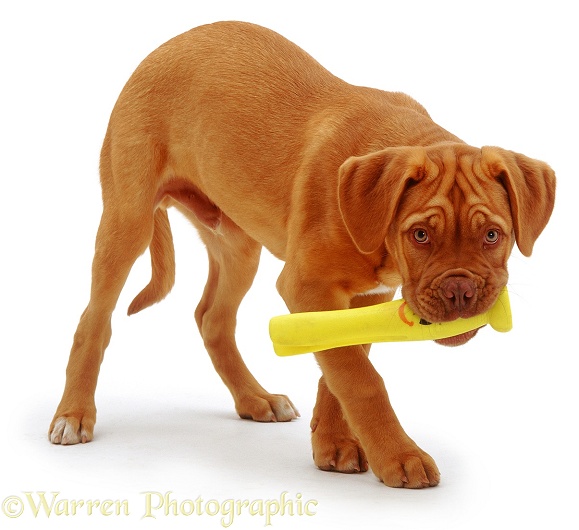 Dogue de Bordeaux pup, Troy, 15 weeks old, with a plastic toy, white background