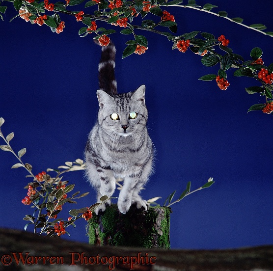 Silver tabby cat leaping at night