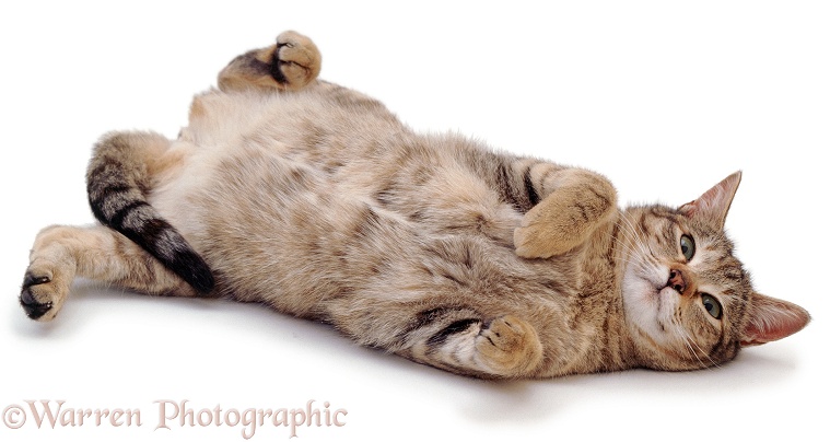 Oestrus female tabby cat, Dainty, rolling after mating, white background