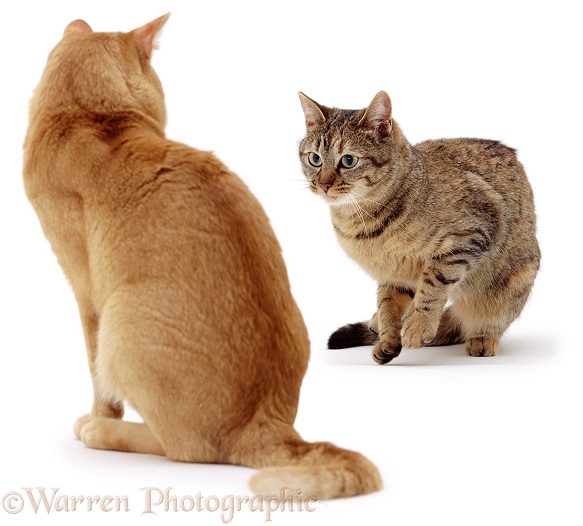 Red Burmese male cat, Ozzie, watches female tabby cat, Dainty, white background