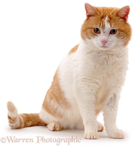 Male ginger-and-white alley cat Butch, showing facial disk, typical of entire tom, white background