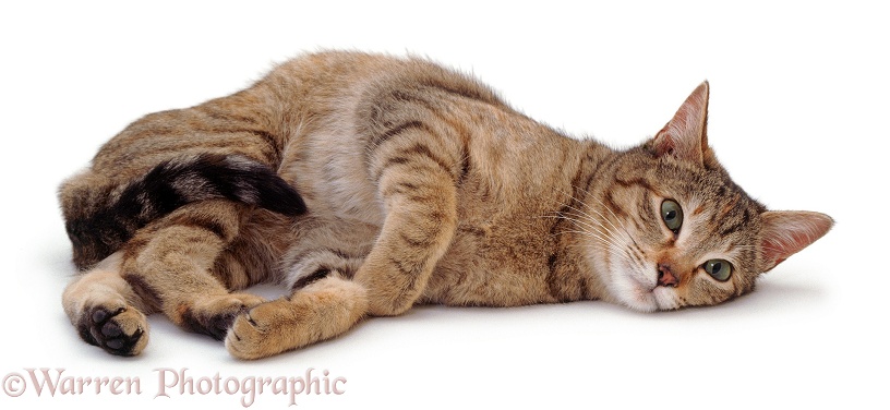 Oestrus female tabby cat, Dainty, rolling after mating, white background