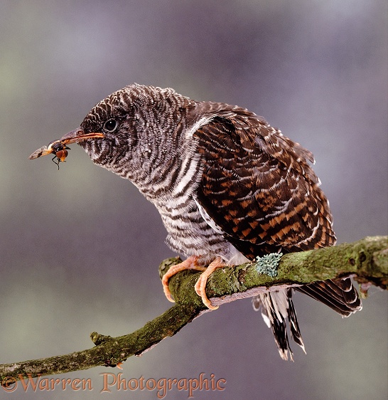 European Cuckoo (Cuculus canorus) juvenile eating fly.  Europe