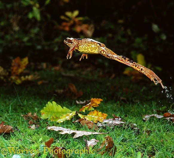 Common Frog (Rana temporaria) female leaping