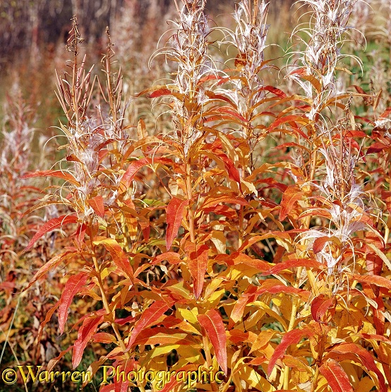Autumnal Rosebay Willowherb (Epilobium angustifolium)