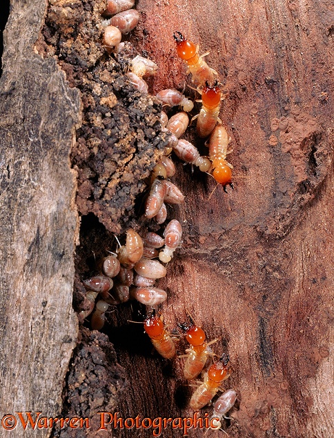 Termites (Mastotermes darwiniensis) workers and soldiers on dead wood.  Australasia