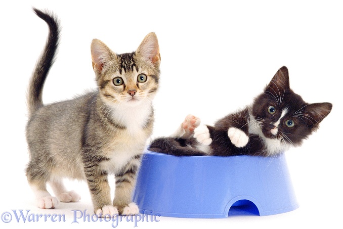 Agouti and black-and-white kittens, 12 weeks old, playing in a blue dog-food bowl, white background