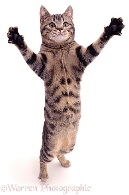 Brown spotted tabby male cat Lowlander standing and reaching out in a playful manner, white background