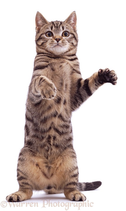 Brown spotted tabby male cat Lowlander standing and reaching out, white background