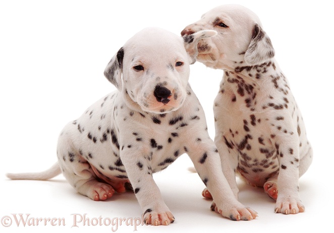 Dalmatian pups, white background
