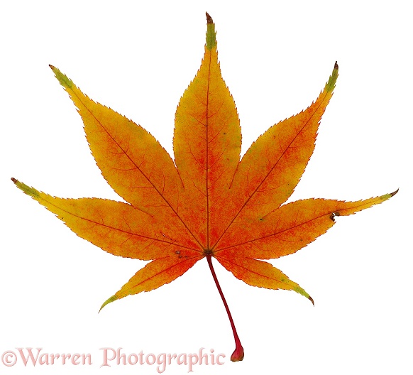 Japanese Maple (Acer palmatum) leaf, white background