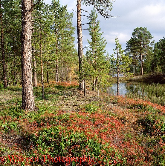 Autumnal scenery.  Lemmenjoki, Finland