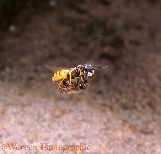 Bee-killer Wasp (Philanthus triangulum) female flying low over ground, carrying honey bee prey.  Europe