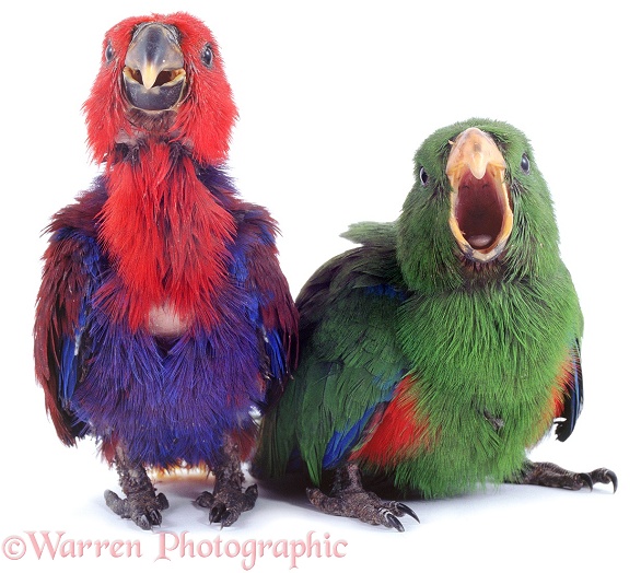 Eclectus Parrot (Eclectus roratus) nestlings in their first feathers. The female red and blue and the male green.  New Guinea, white background