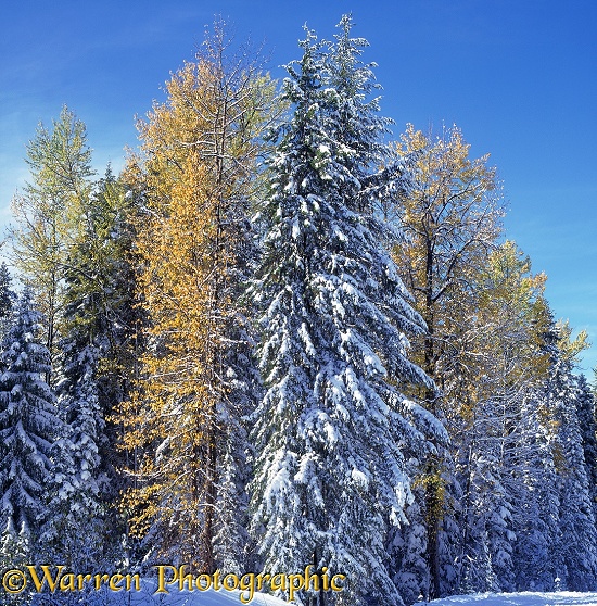 Early snow on autumnal Black Cottonwoods (Populus trichocarpa).  British Columbia, Canada
