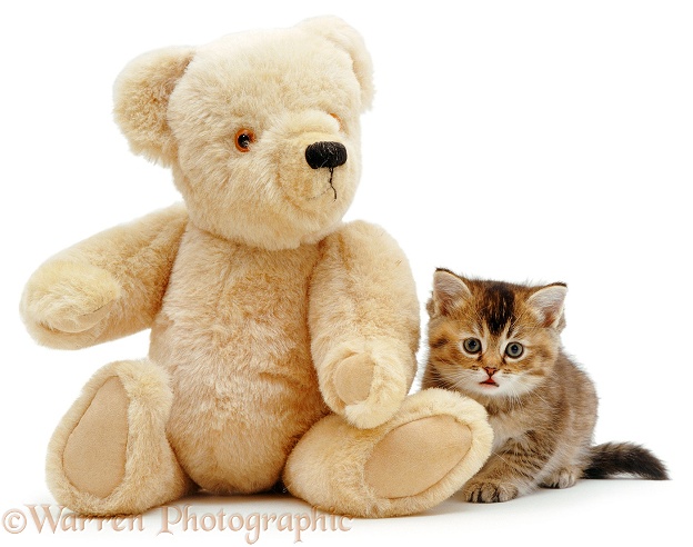 Kitten and teddy, white background