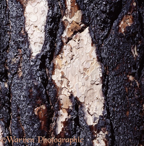 The partially burnt bark of a Ponderosa Pine (Pinus ponderosa). The tree survived.  North America