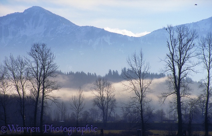 Misty scene in Fraser Valley.  British Columbia, Canada