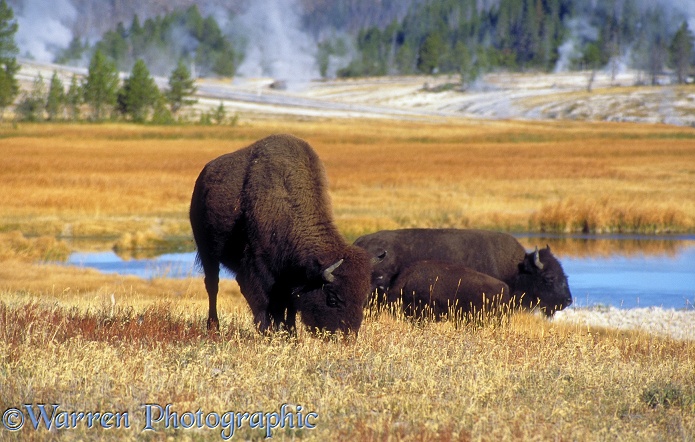 Bison (Bison bison).  North America
