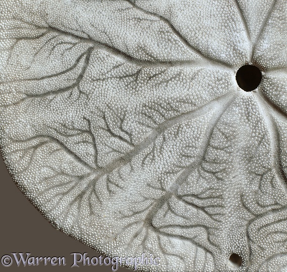 Detail of sand dollar shell.  Pacific coast, N. America