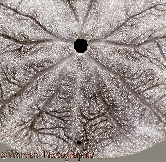 Detail of sand dollar shell.  Pacific coast, N. America