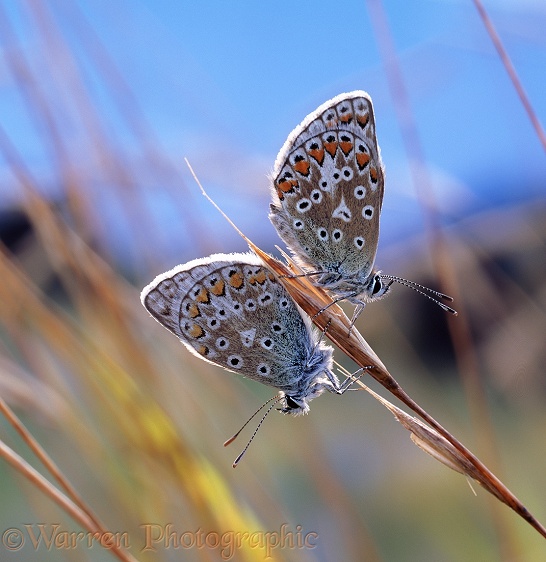 Common Blue Butterflies (Polyommatus icarus) roosting