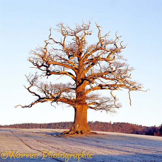 English Oak (Quercus robur) - Winter (01-01-2002).  Surrey, England