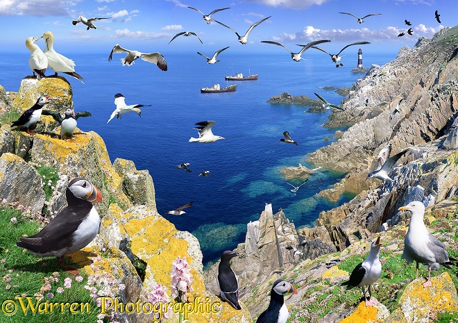 Lundy seascape jigsaw