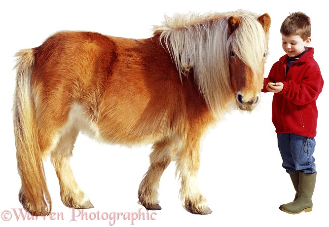 Alfie (5) offering titbit to Shetland pony, white background