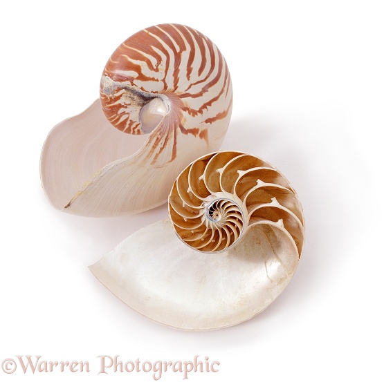 Chambered or Pearly Nautilus (Nautilus pompilius) shells.  Indo-Pacific, white background