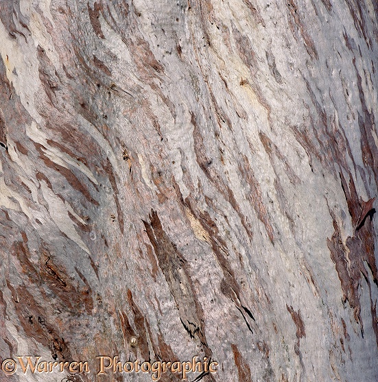 Gum tree bark patterns.  Queensland, Australia
