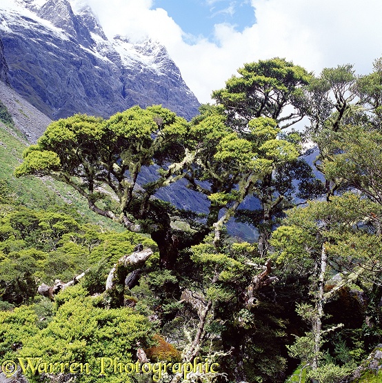 Lichen covered trees.  New Zealand