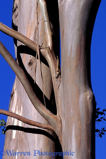 Eucalyptus trunk.  New Zealand
