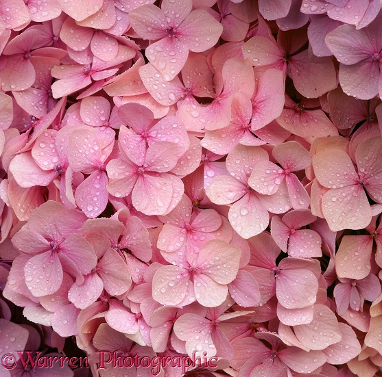 Pink hydrangea flowers