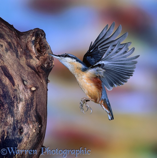 Nuthatch (Sitta europaea) flying up to hole