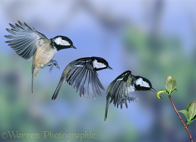 Coal Tit (Parus ater) flying in to take a caterpillar from a twig