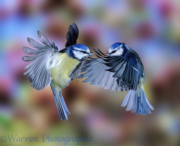 Blue Tits (Parus caeruleus) fighting in mid air