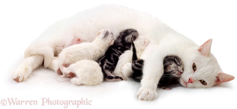 British Short-haired white mother cat, Thisbe, suckling her kittens, 1 day old, by Silver Tabby Peregrine, white background